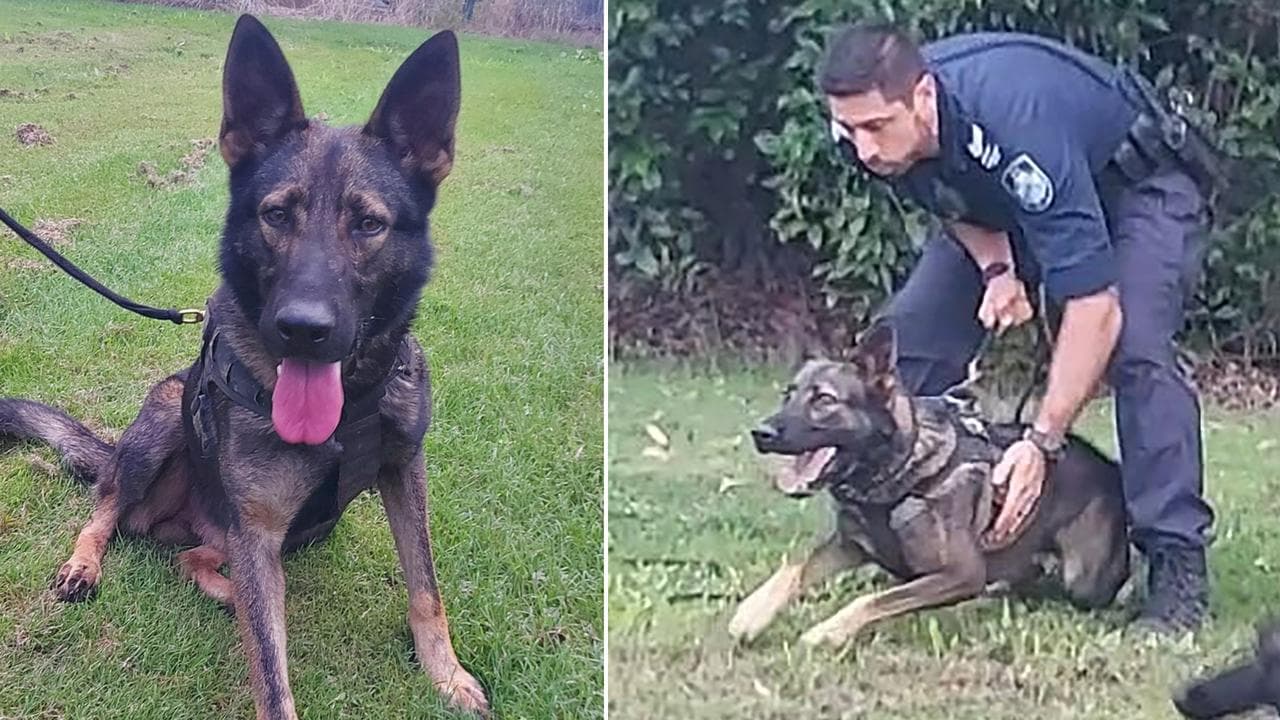 Police dog Stryker, pictured with Senior Constable Jimmy Griffiths