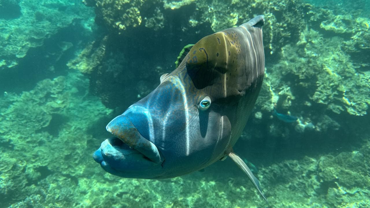 A Maori Wrasse is seen at Moore Reef