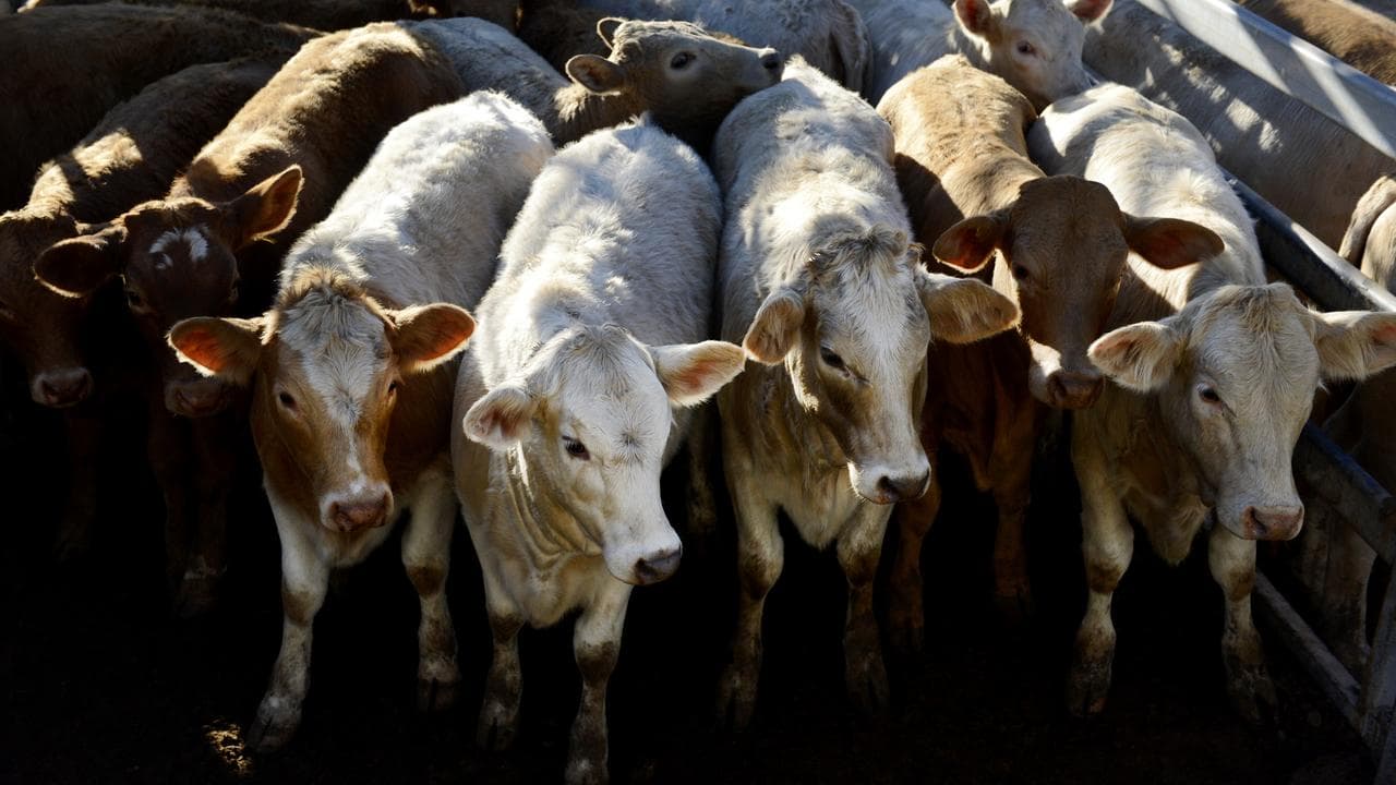 Cattle is auctioned at the cattle yards in Dalby, west of Brisbane
