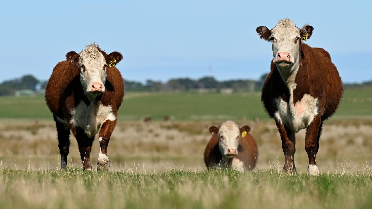 Cows in Tasmania