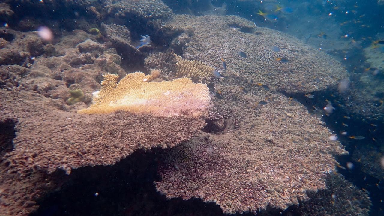 Corals suffering disease following heat stress