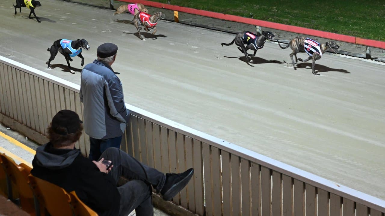 Greyhounds race as racegoers look on at the Dapto Greyhound Races