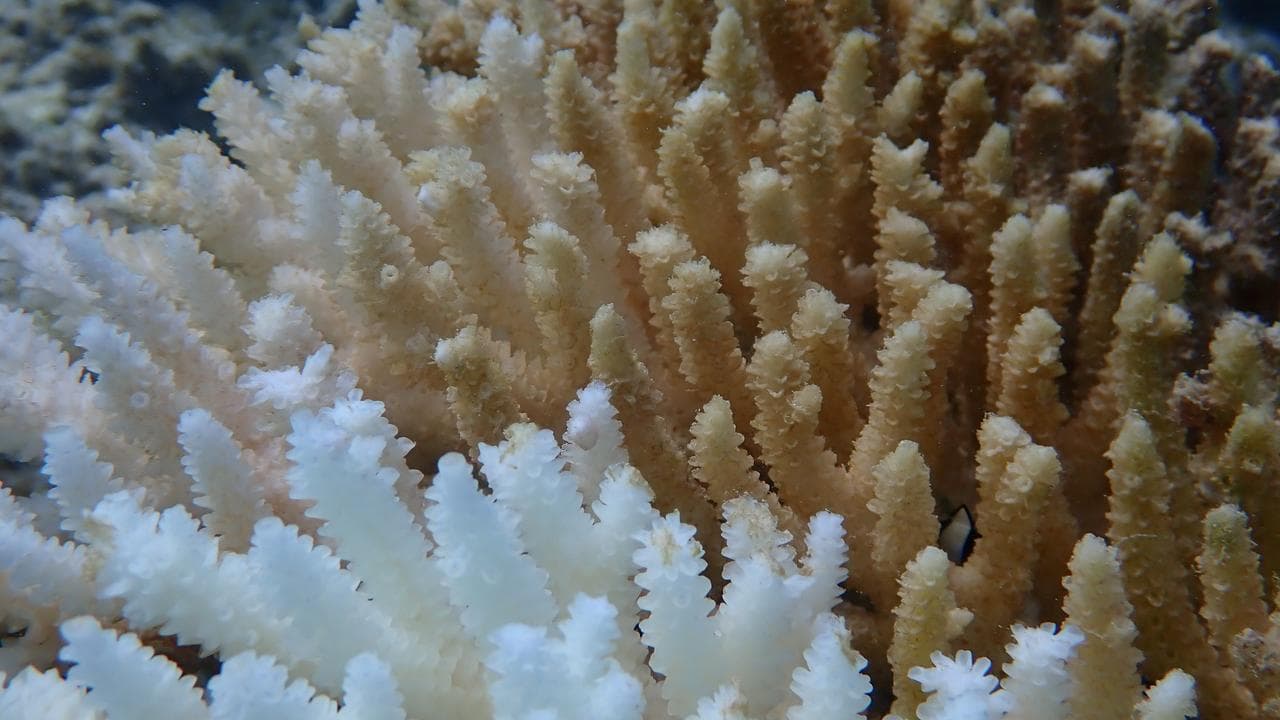 Coral bleaching at Tantabiddi Reef, Ningaloo