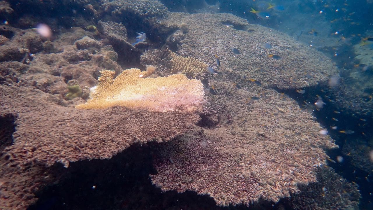 Bleached coral reef