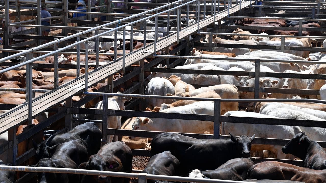 ROMA SALEYARDS STOCK