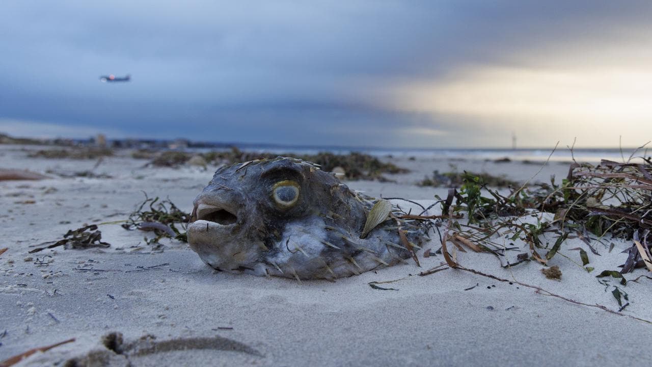 Dead fish at West Beach, South Australia