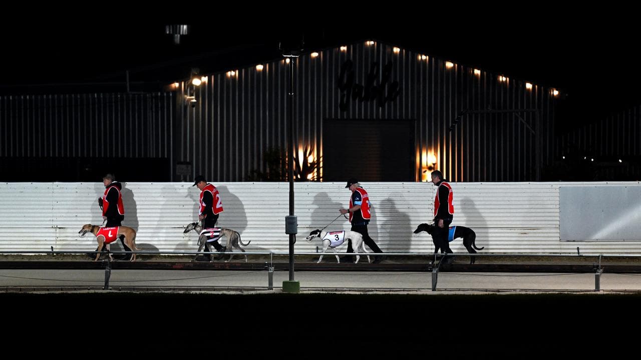 Trainers and their dogs (file image)