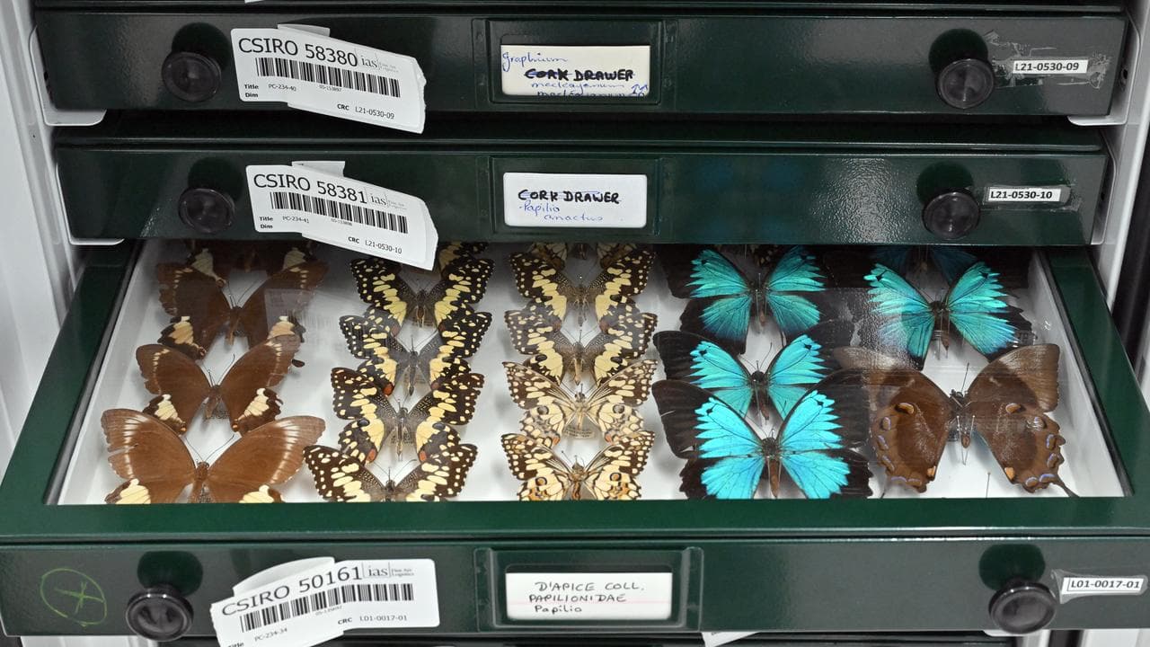 CSIRO Diversity building in Canberra