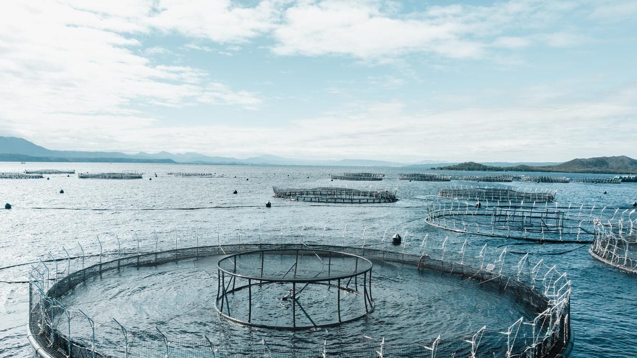 Salmon farming