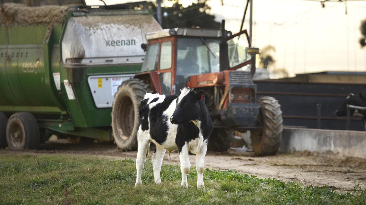 A calf stands in front of a tractor (file image)