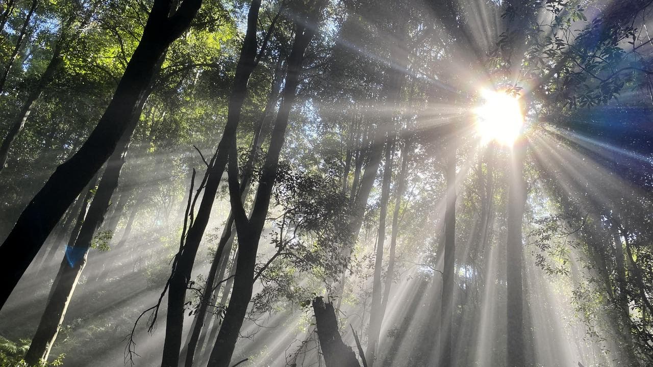Sun rays shine through treetops
