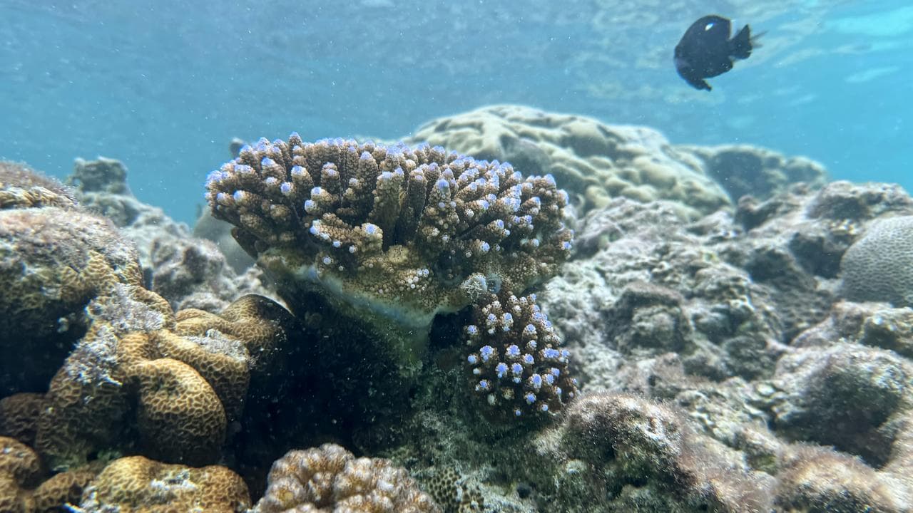 Sea life and coral at Pango peninsula, Efate, Vanuatu, July 2025