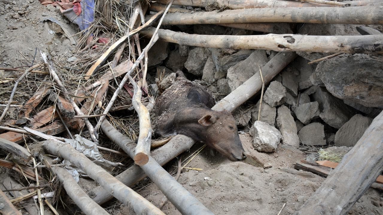 Some 800 dead, 2800 hurt in Afghan quake.