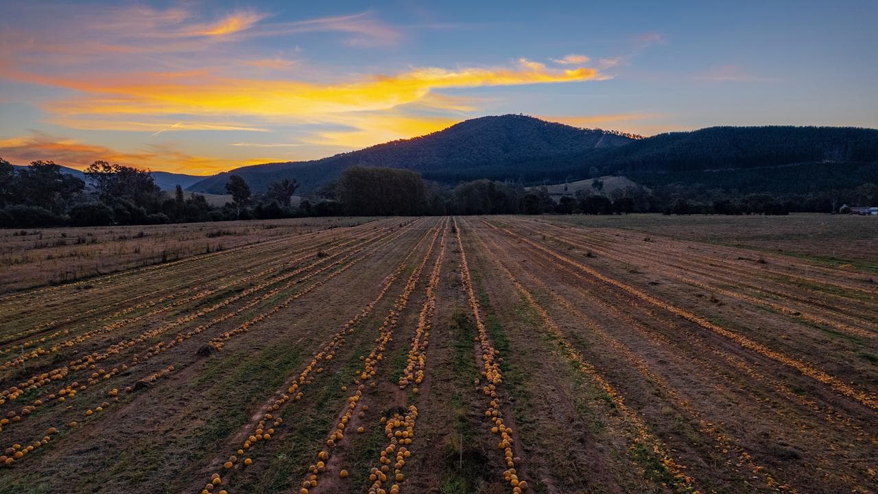 Pumpkins are ready for harvest