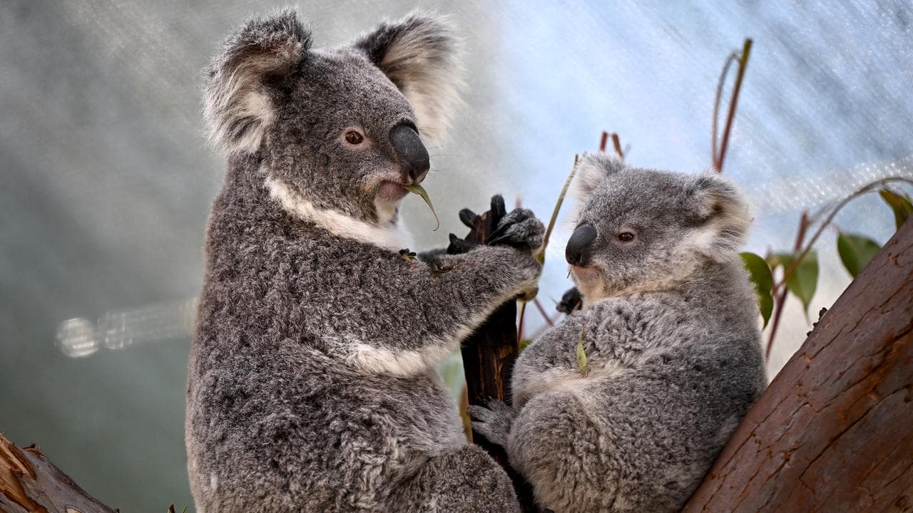 A koala and joey