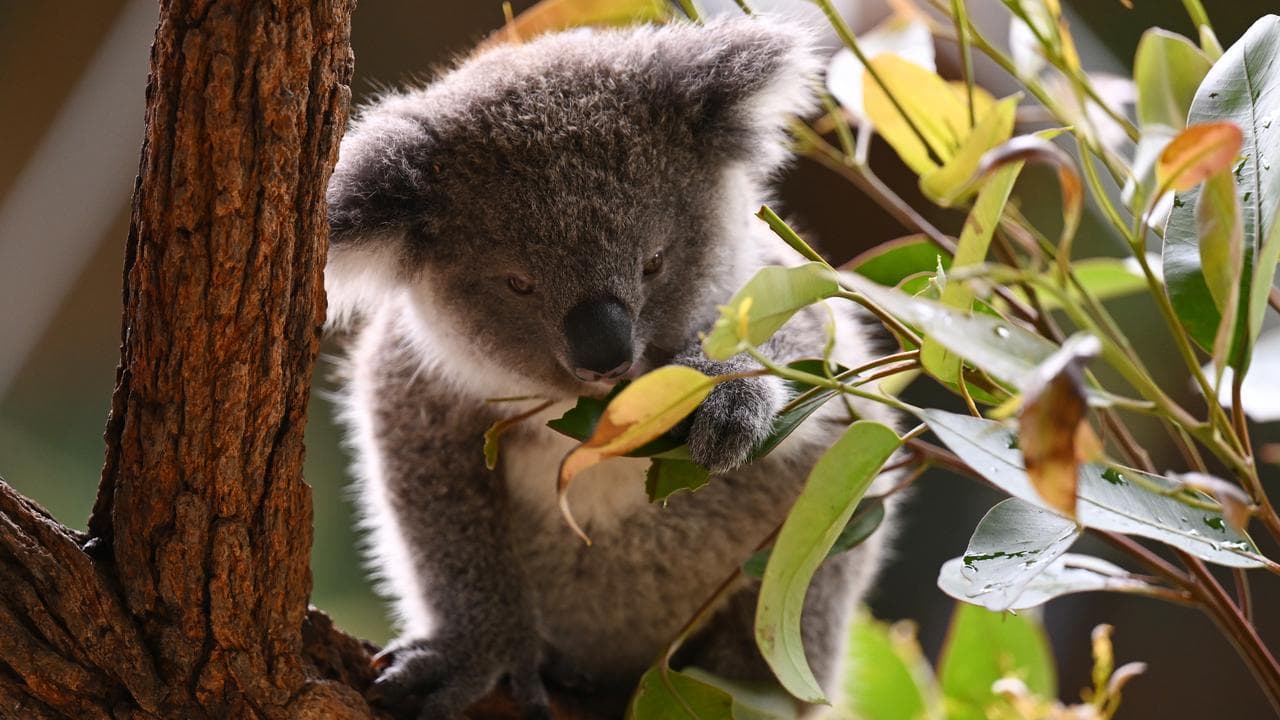 A koala