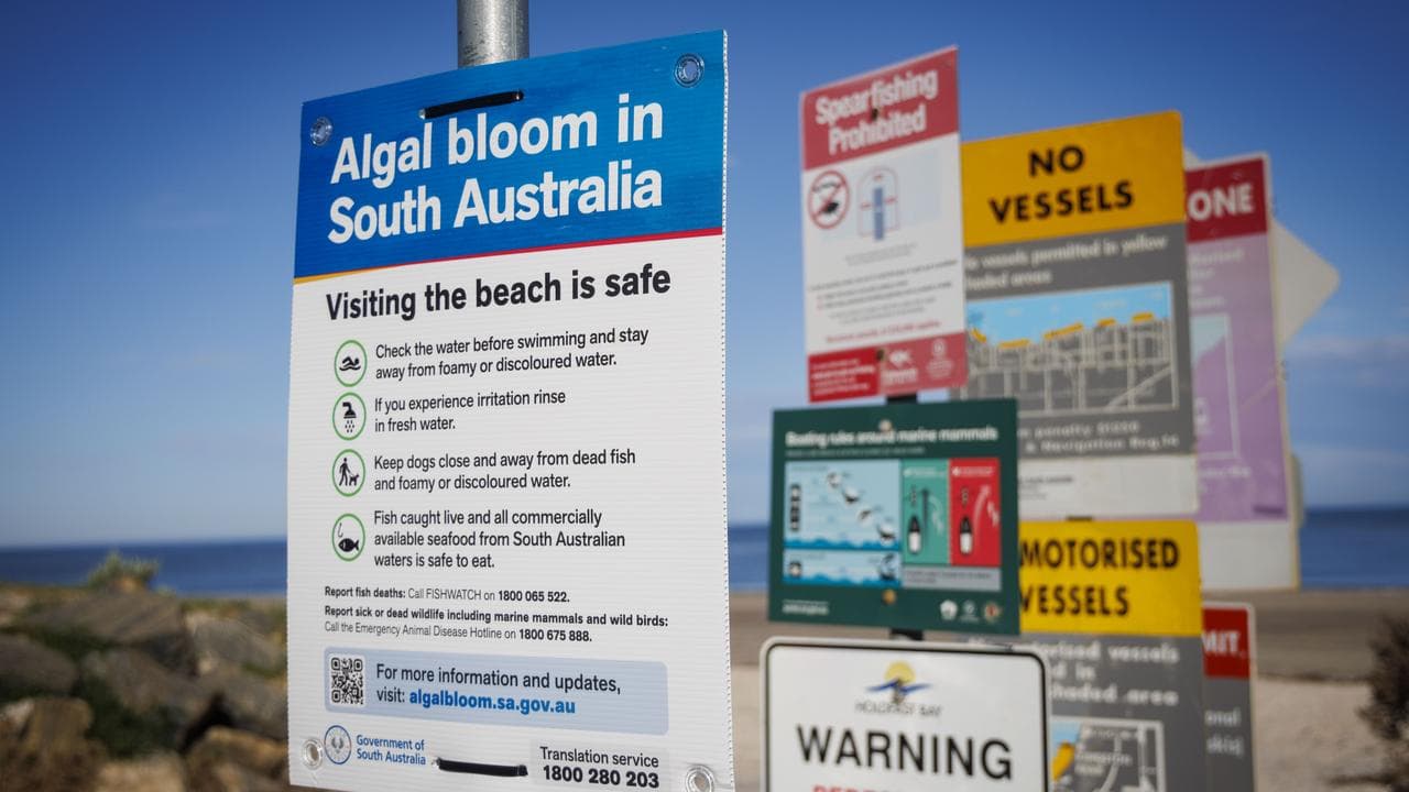 Algal bloom signs at Seacliff Beach in Adelaide