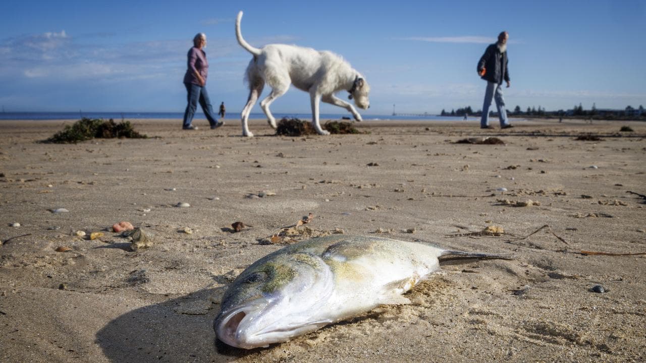 Dead fish at Seacliff Beach in Adelaide