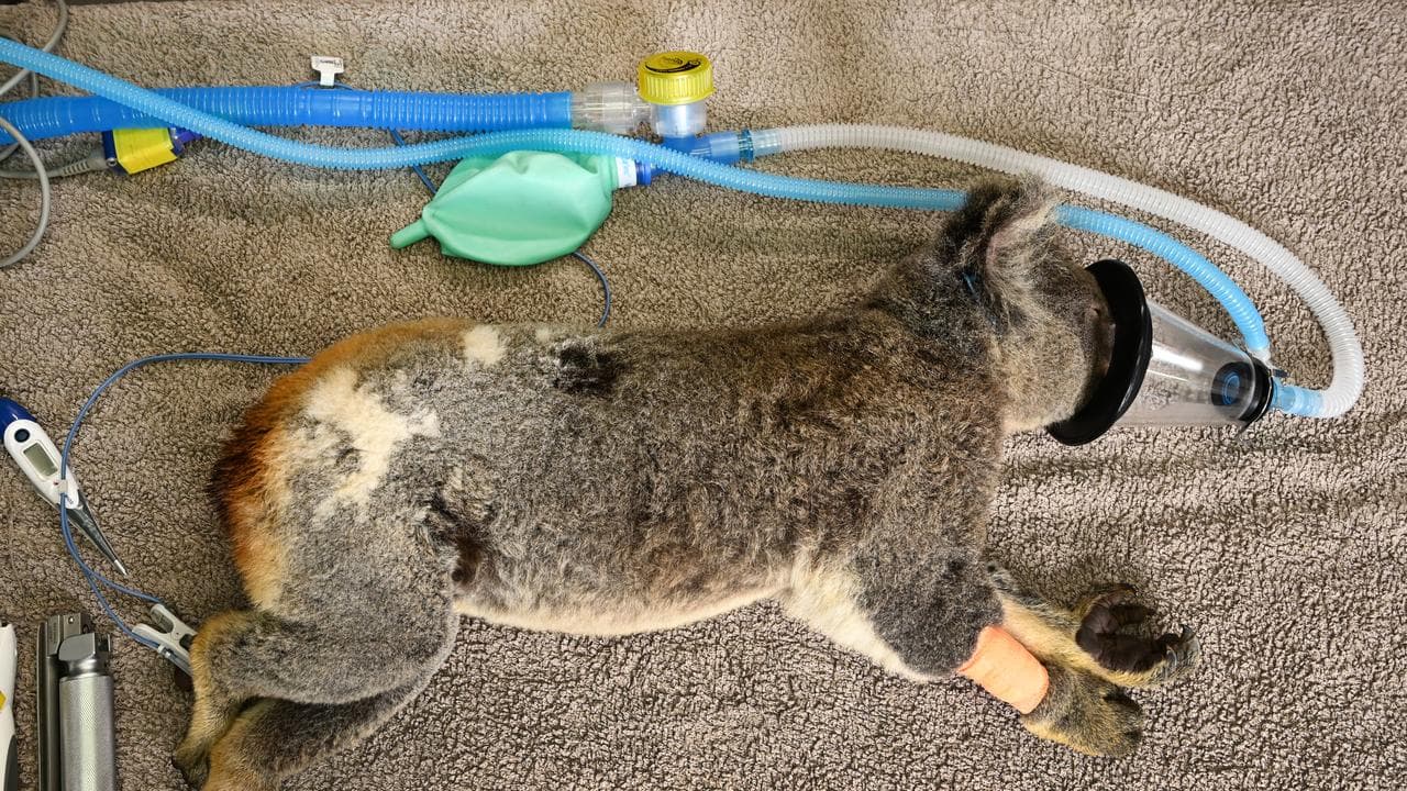 Koala treated for chlamydia