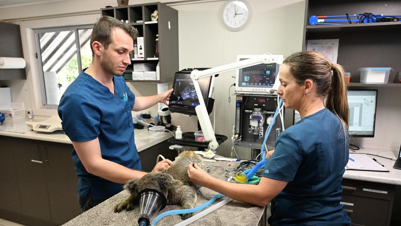 Koala is seen being treated for chlamydia