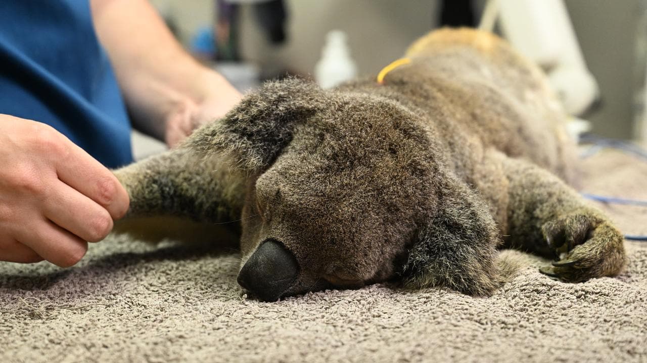 A koala being treated for chlamydia