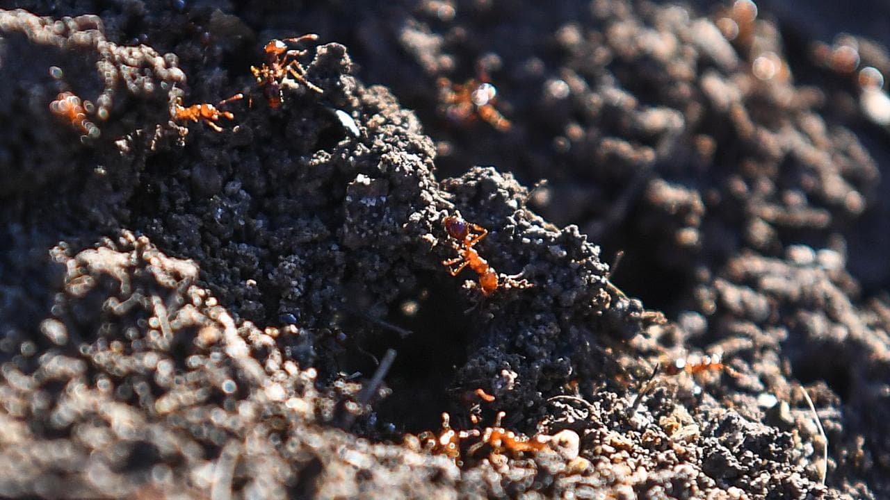 Fire ants