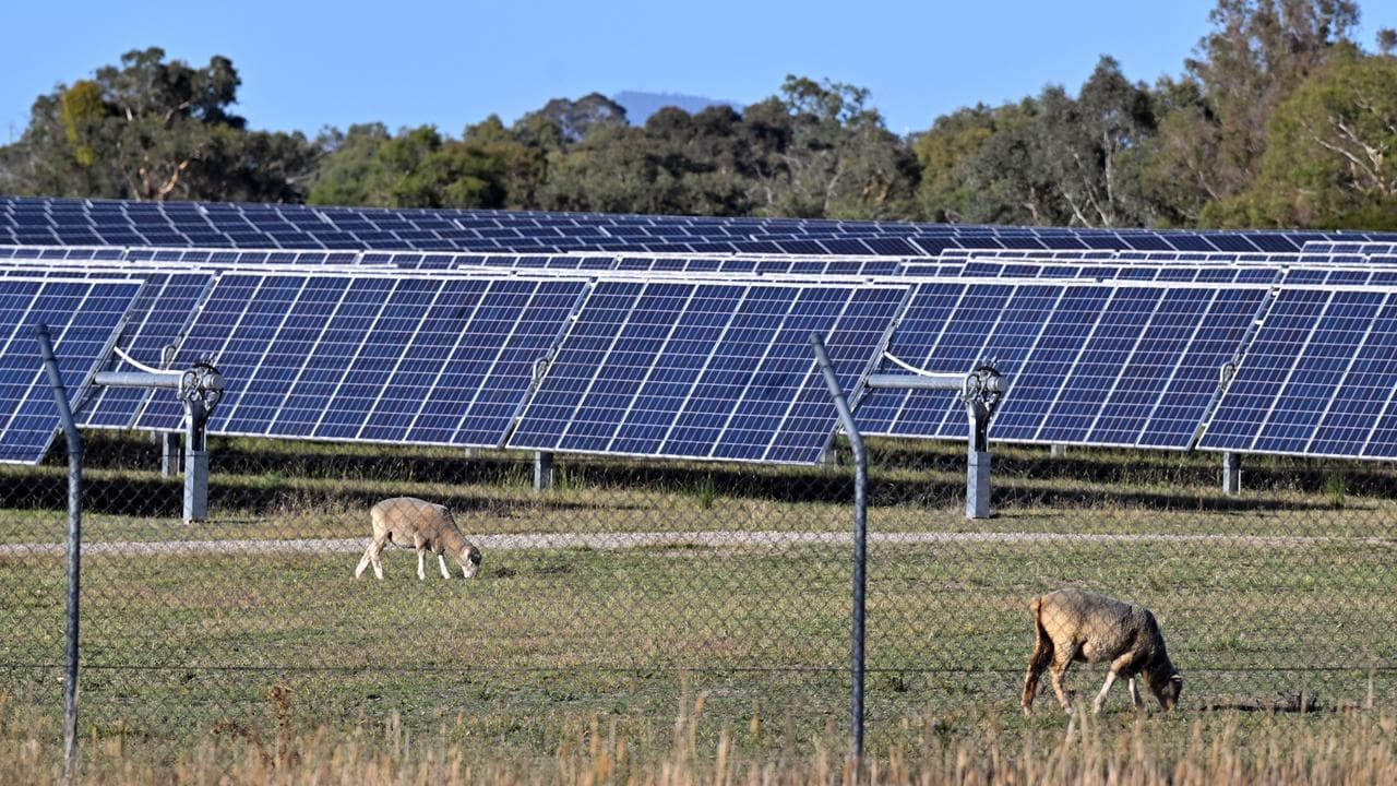 Sheep graze near solar panels (file image)