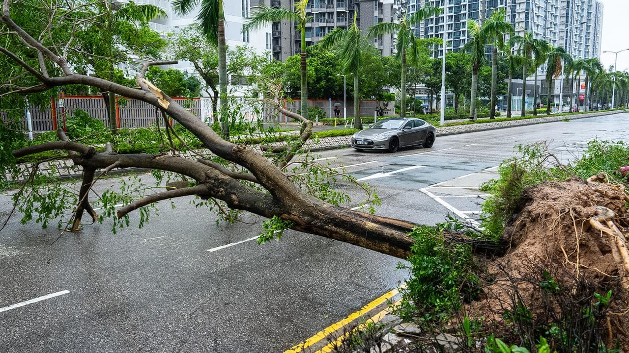 Fallen tree in Hong Kong as Super Typhoon Ragasa approaches
