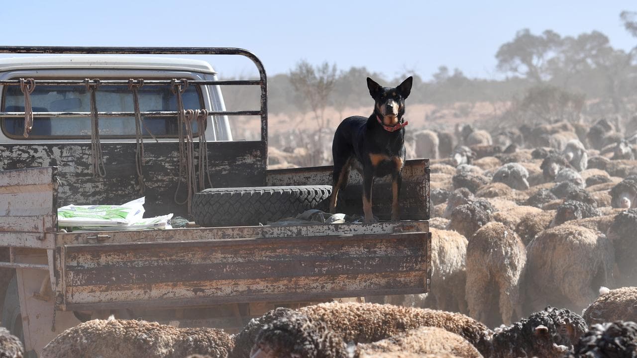 A Kelpie keeps an eye out over the stock
