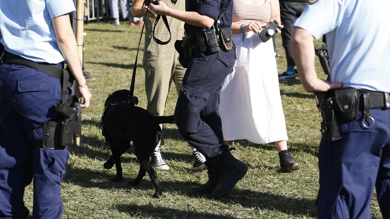 Police and sniffer dog at Splendour in the Grass (file)