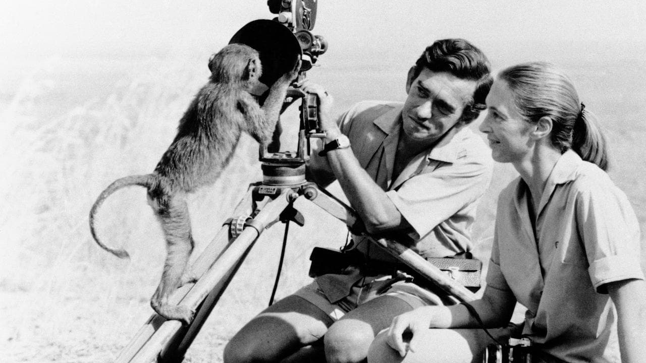 Jane Goodall and Hugo van Lawick in 1974