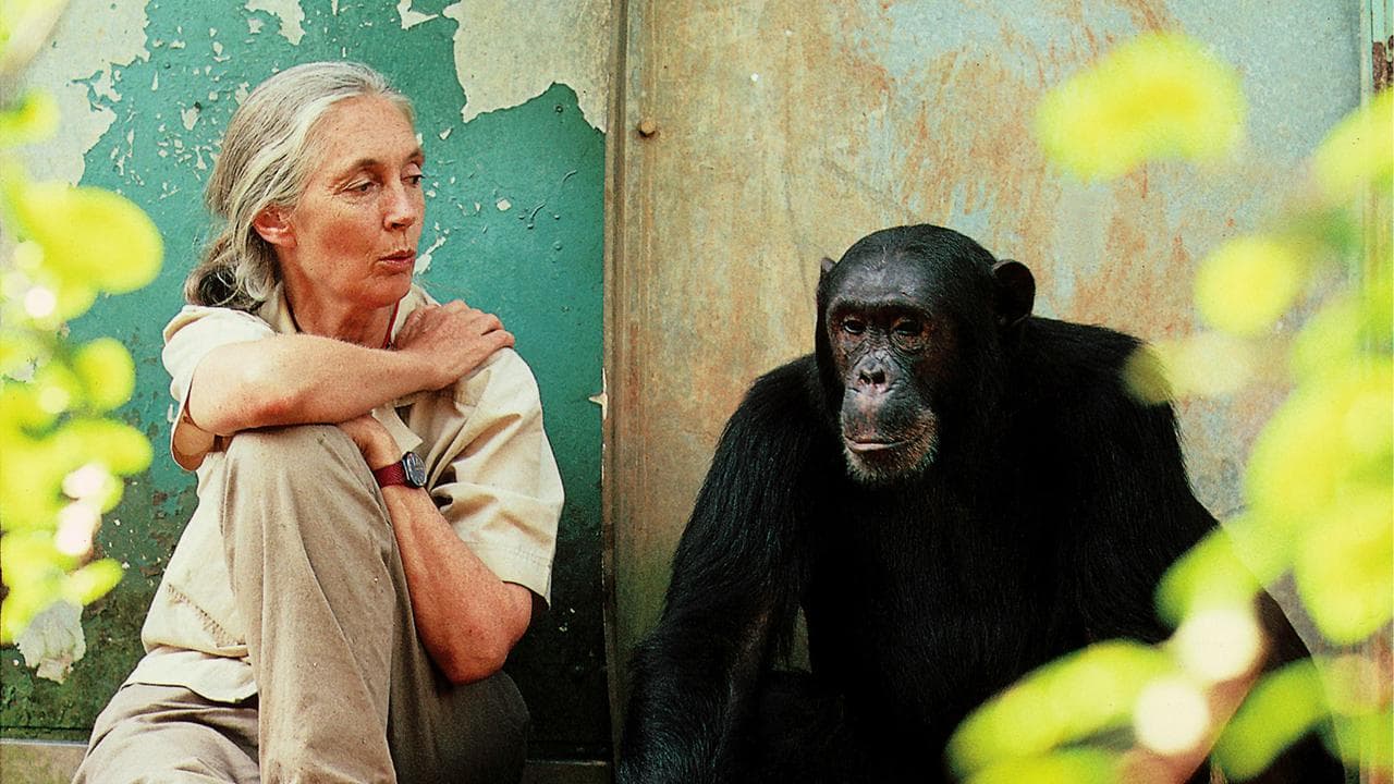 Jane Goodall