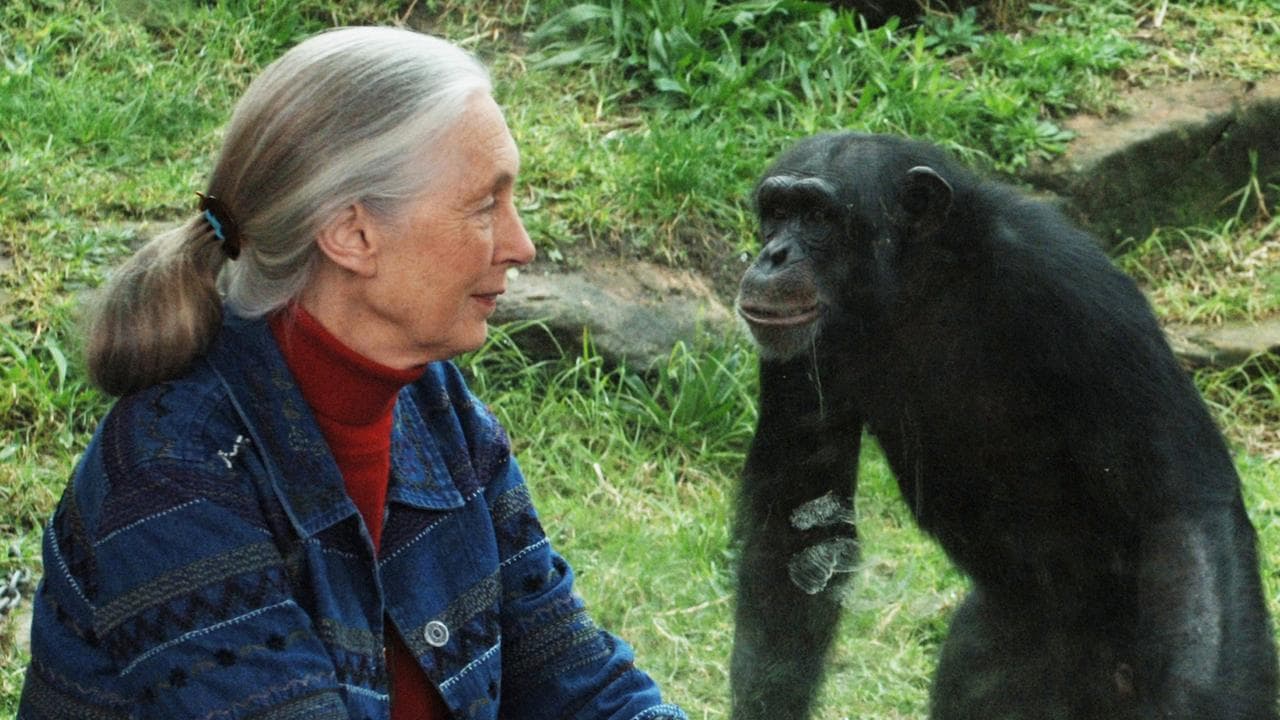 Jane Goodall at Taronga Zoo in 2006 (file image)