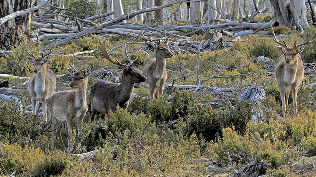 Feral deer in Tasmania