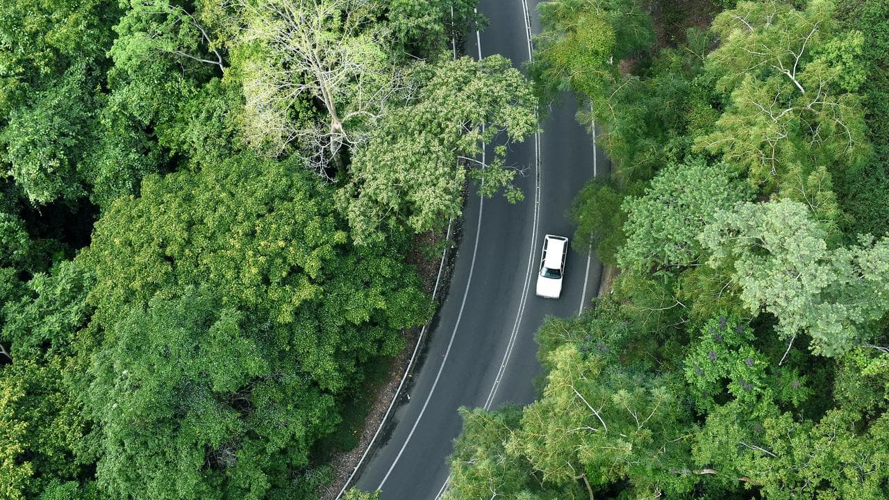 Rainforest in the Kuranda Range near Cairns, far north Queensland