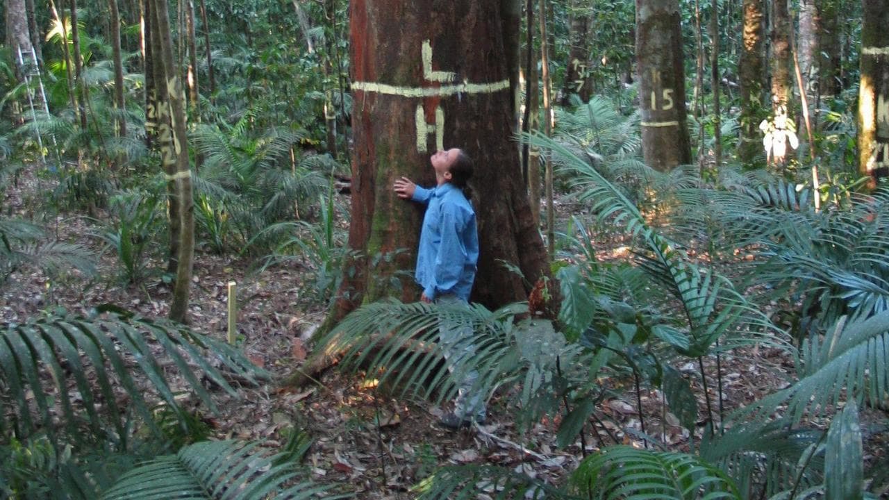 Research volunteer admires a large tree in Crediton State Forest, Qld
