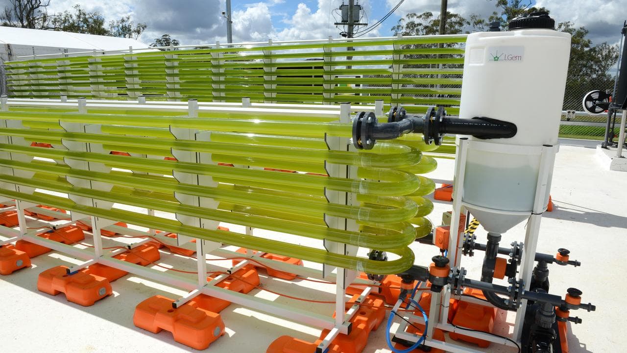 Solar Biofuels Research Centre in Brisbane (file)