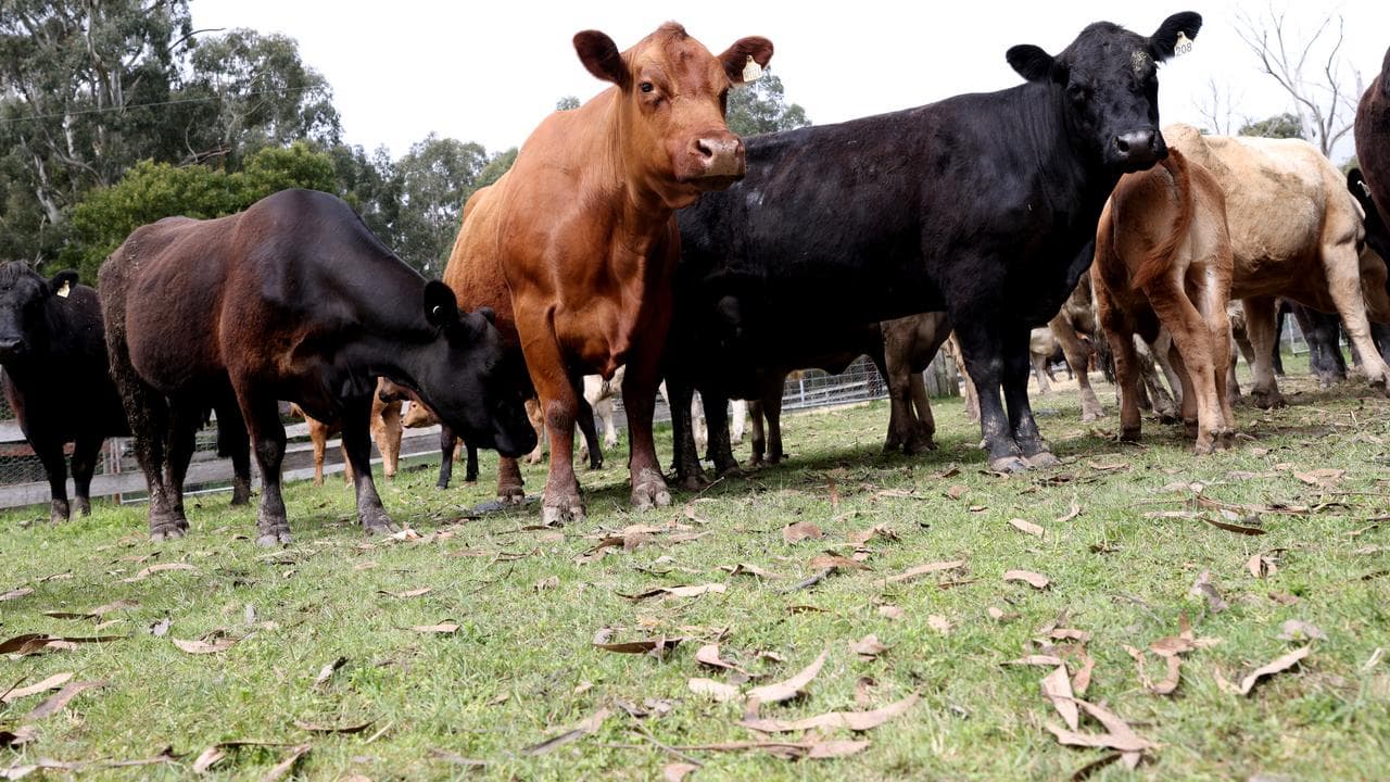 Cattle in Glenburn, Victoria (file)