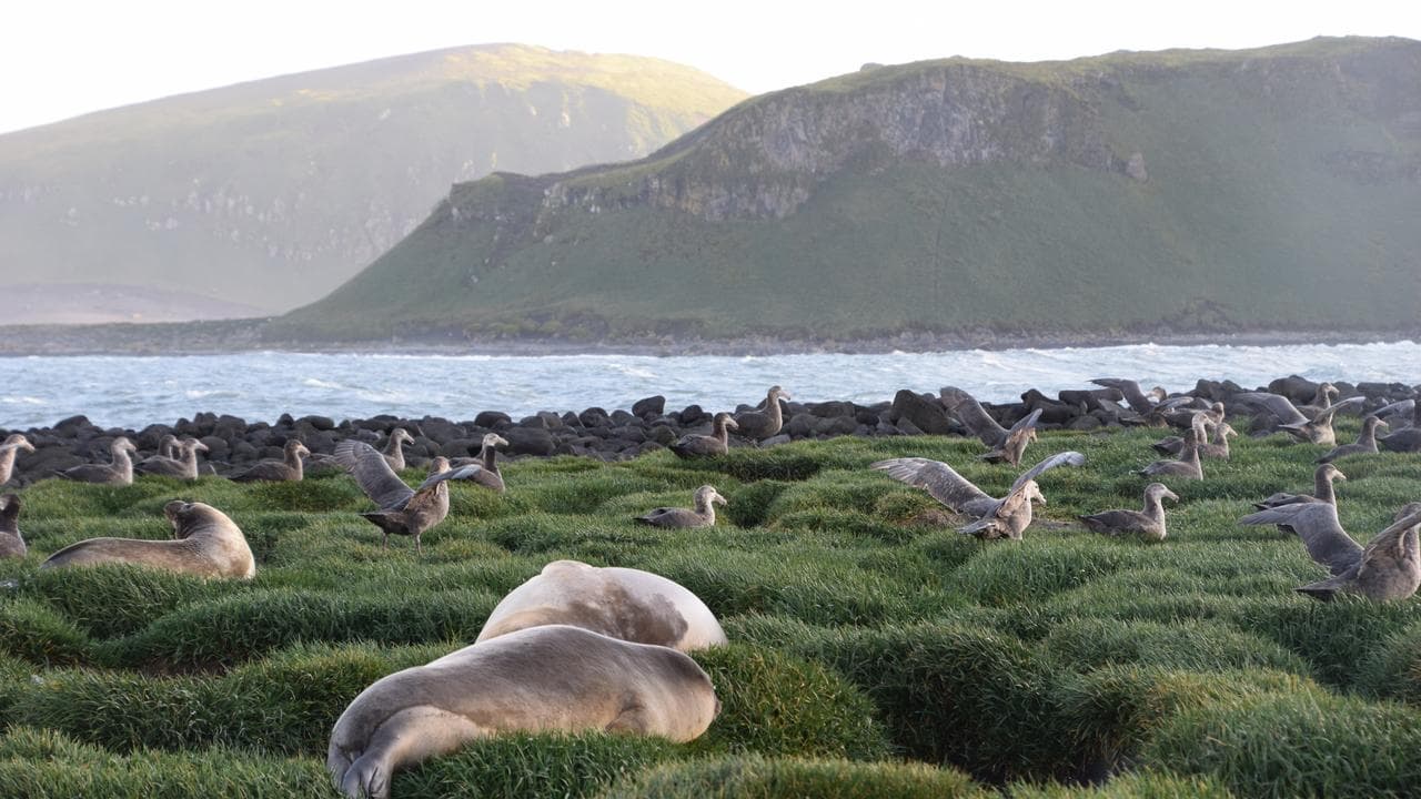 Atlas Cove, Heard Island