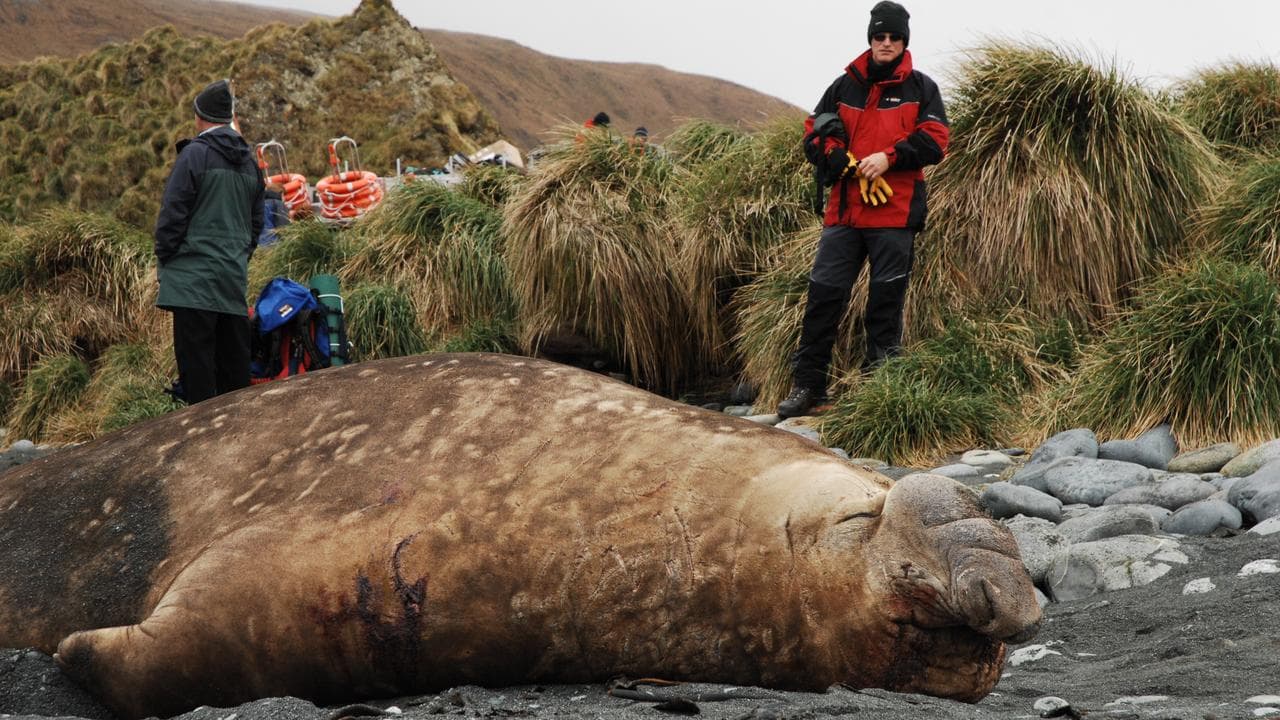 An elephant seal on another island