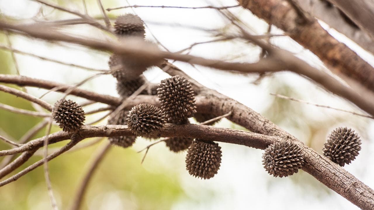 Sheoak seeds and cones