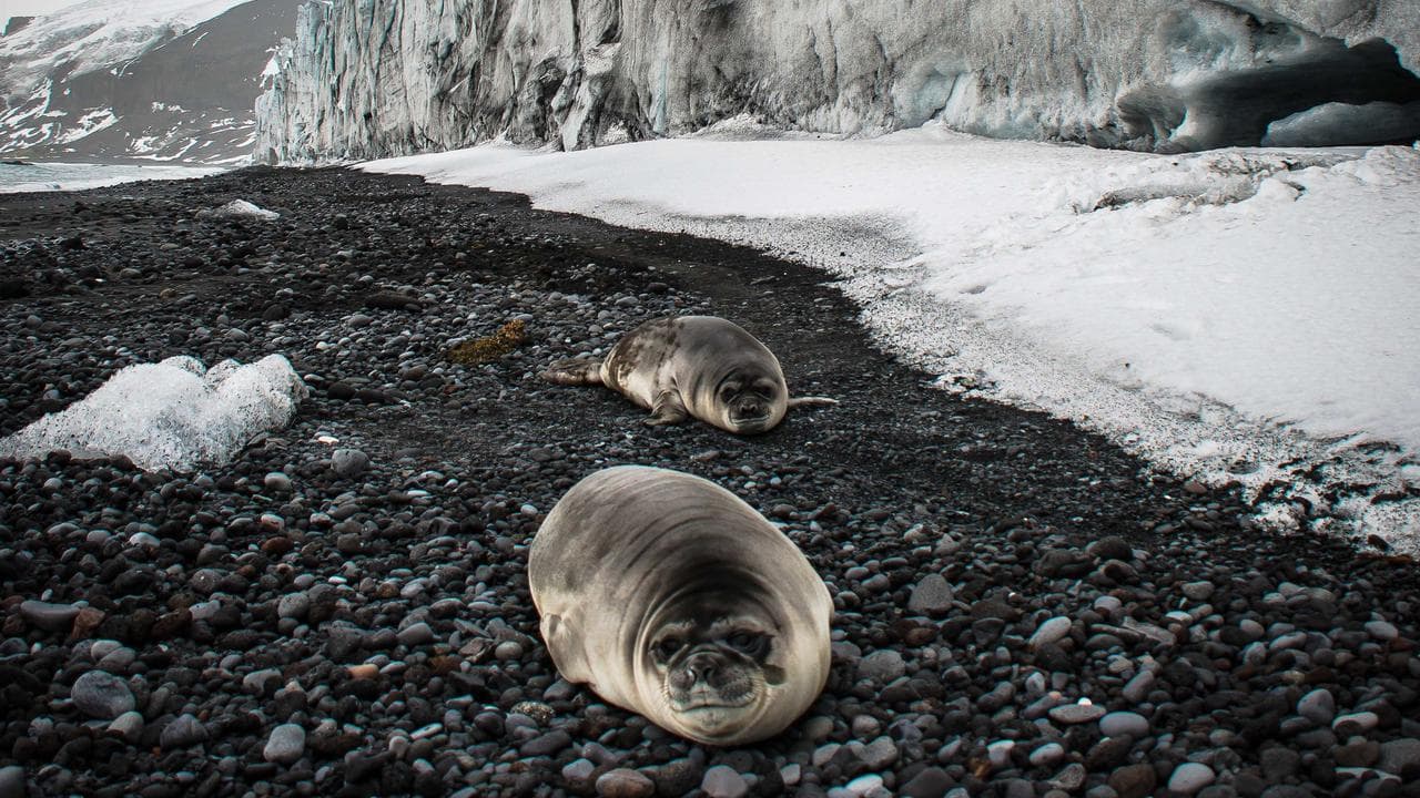 Southern elephant seals on Hoseason Beach