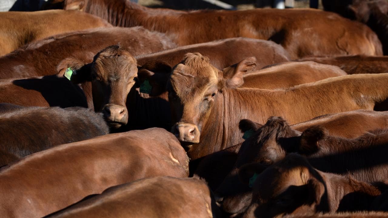 Cattle yards at Dalby, west of Brisbane