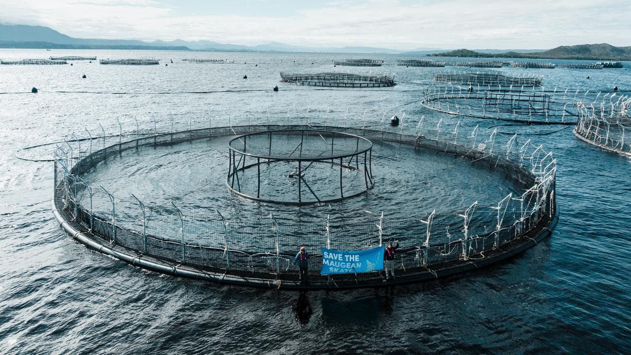 Salmon farming in Tasmania's Macquarie Harbour