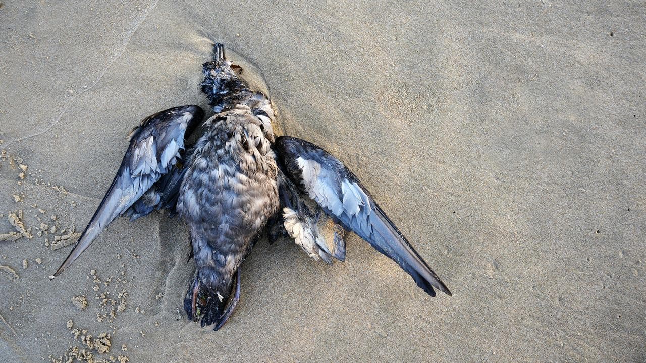 A dead seabird washed up in Newcastle