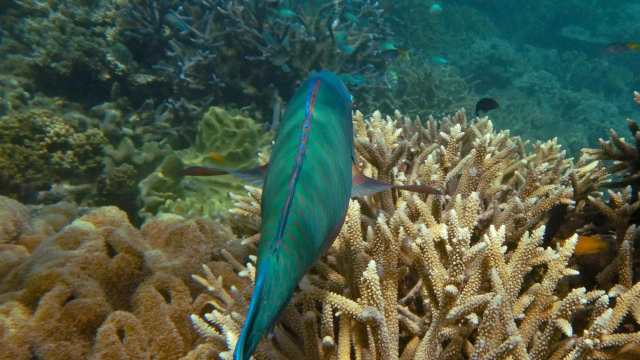 The Great Barrier Reef