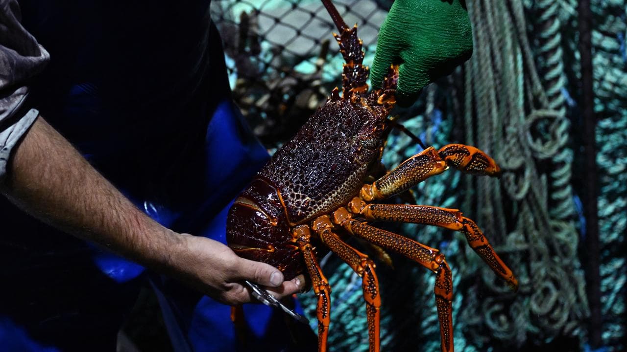 Southern rock lobster (file)