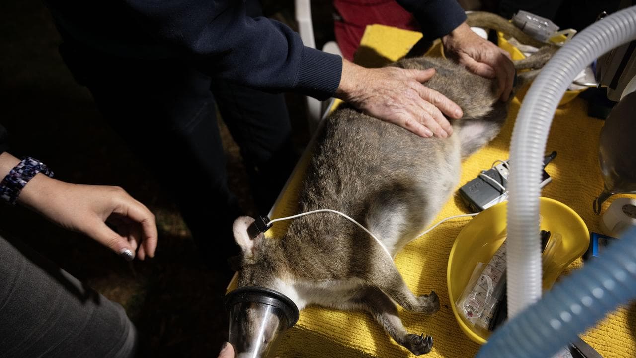 ENDANGERED PARMA WALLABIES
