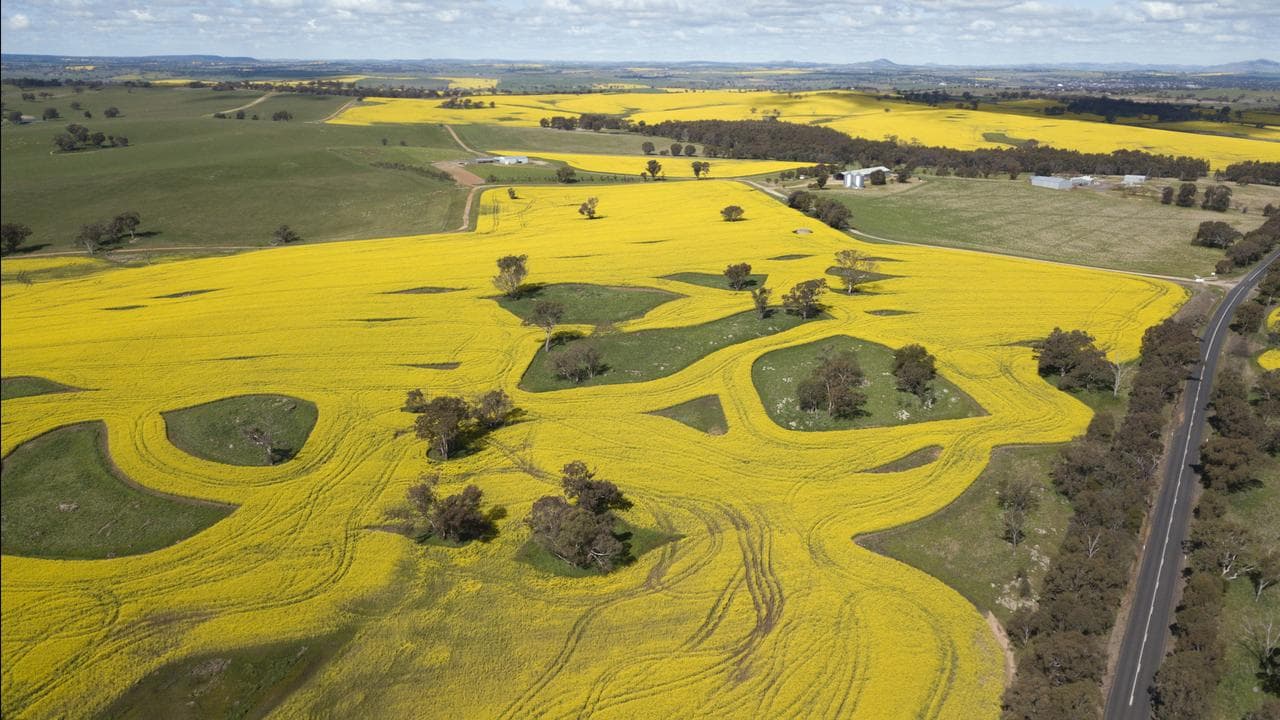A field of canola crops near the NSW town of Harden