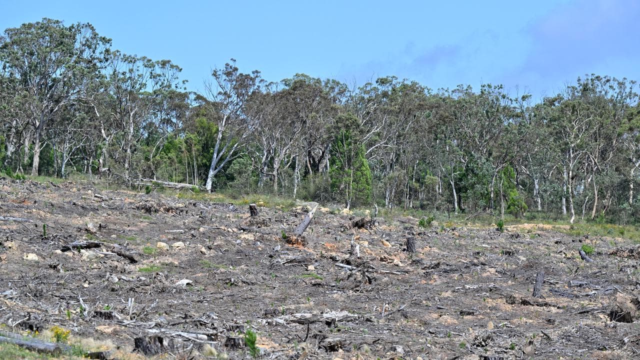 Land clearing (file image)